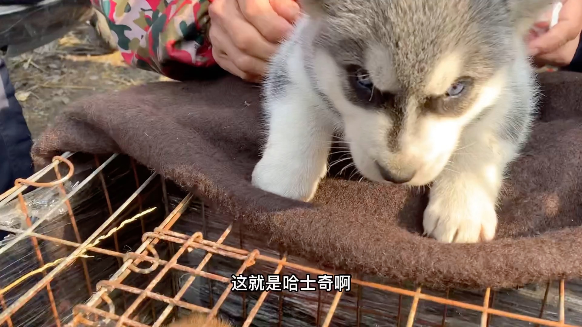 [图]宠物市场走起 不要只看价格 也对比一下品相