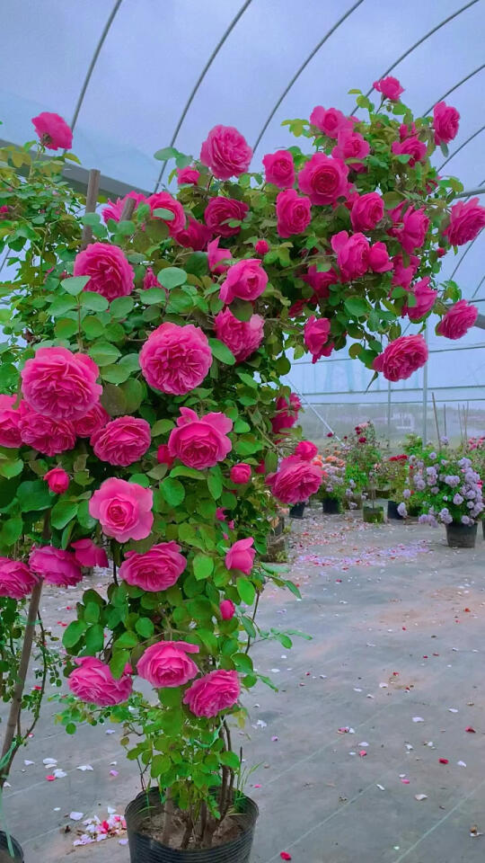 粉色达芬奇爬藤月季