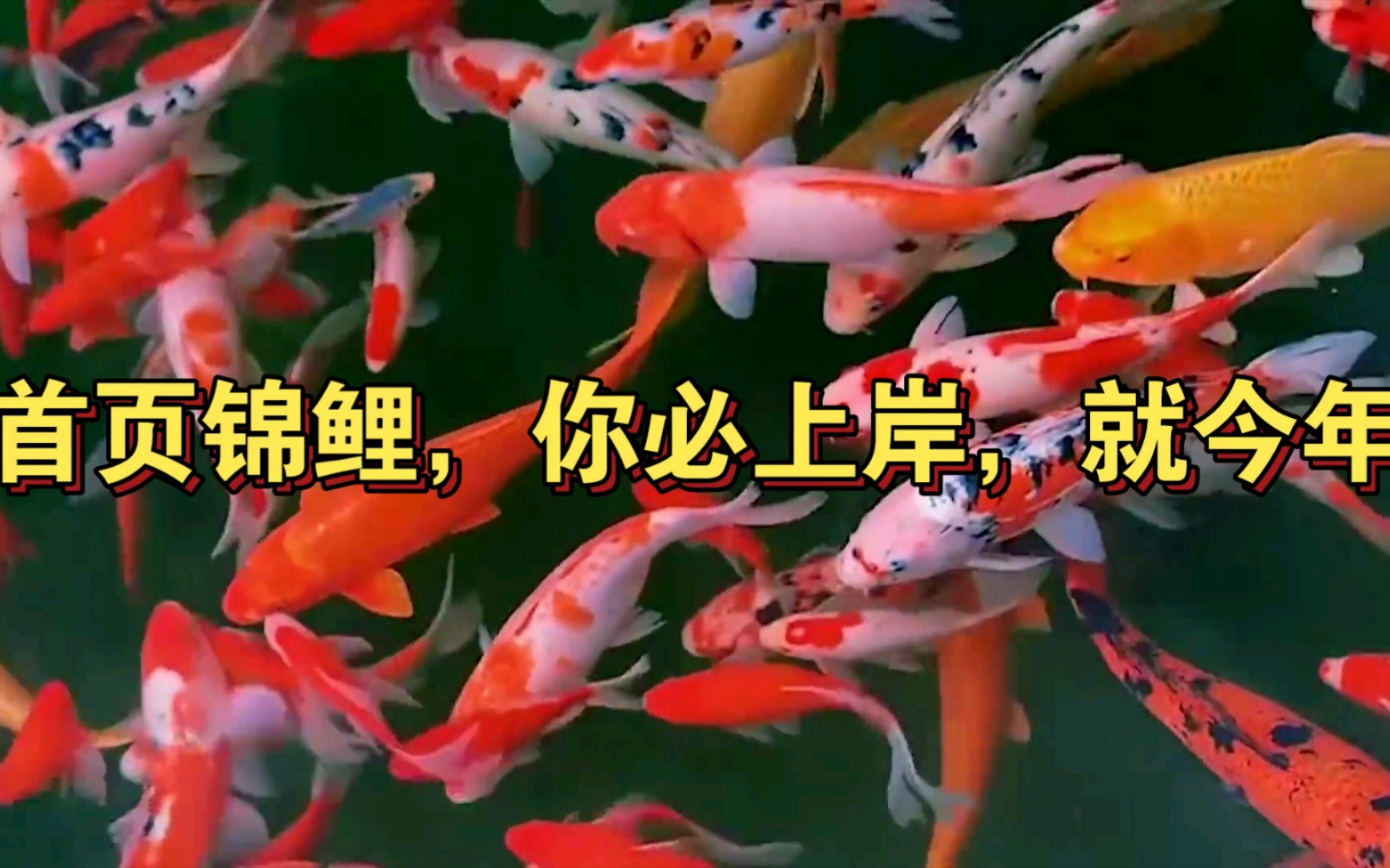 首页锦鲤,你必上岸,就今年!考研省考上岸!