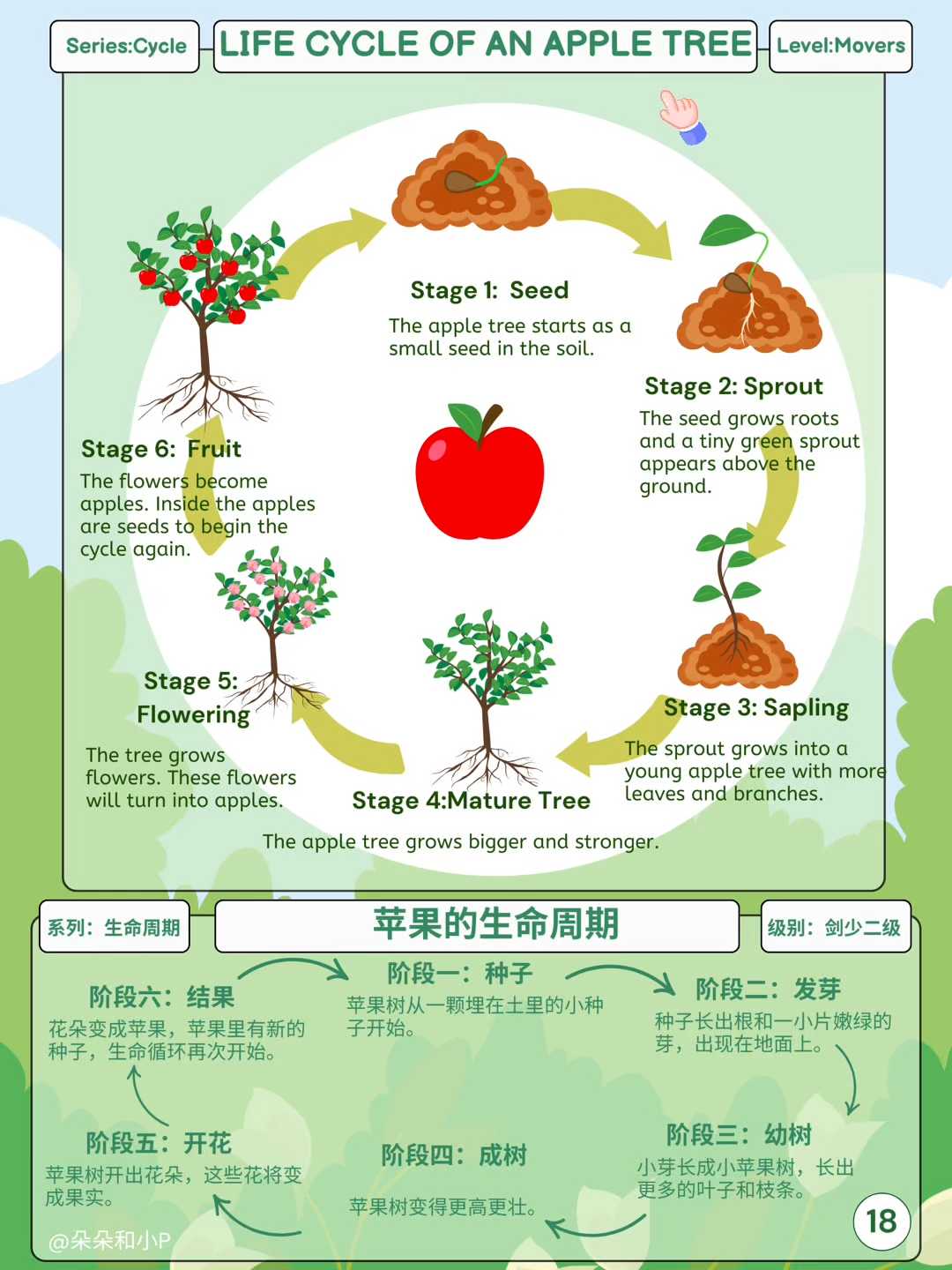 18.苹果树的生命周期🍎
