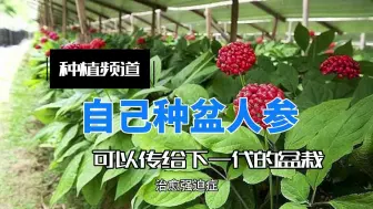 Download Video: 自己种人参，可以传给下一代的盆栽