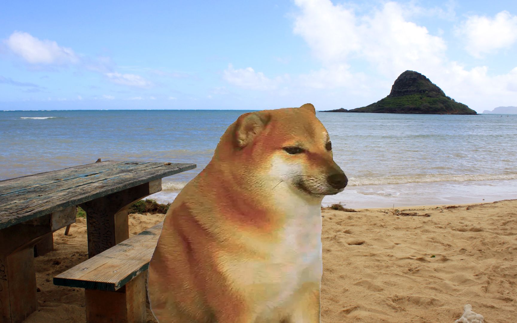 "你也喜欢独处吗?cheems"