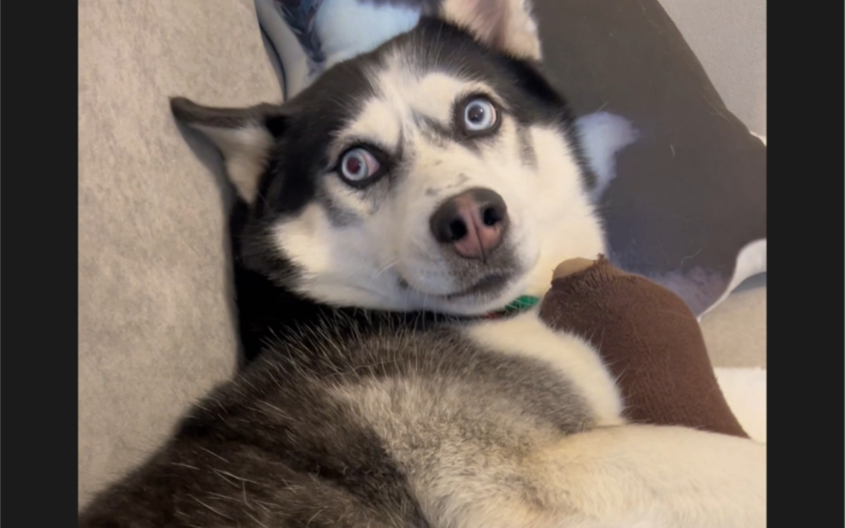 从文艺女青年变成搞笑女屌丝只需要一只二哈