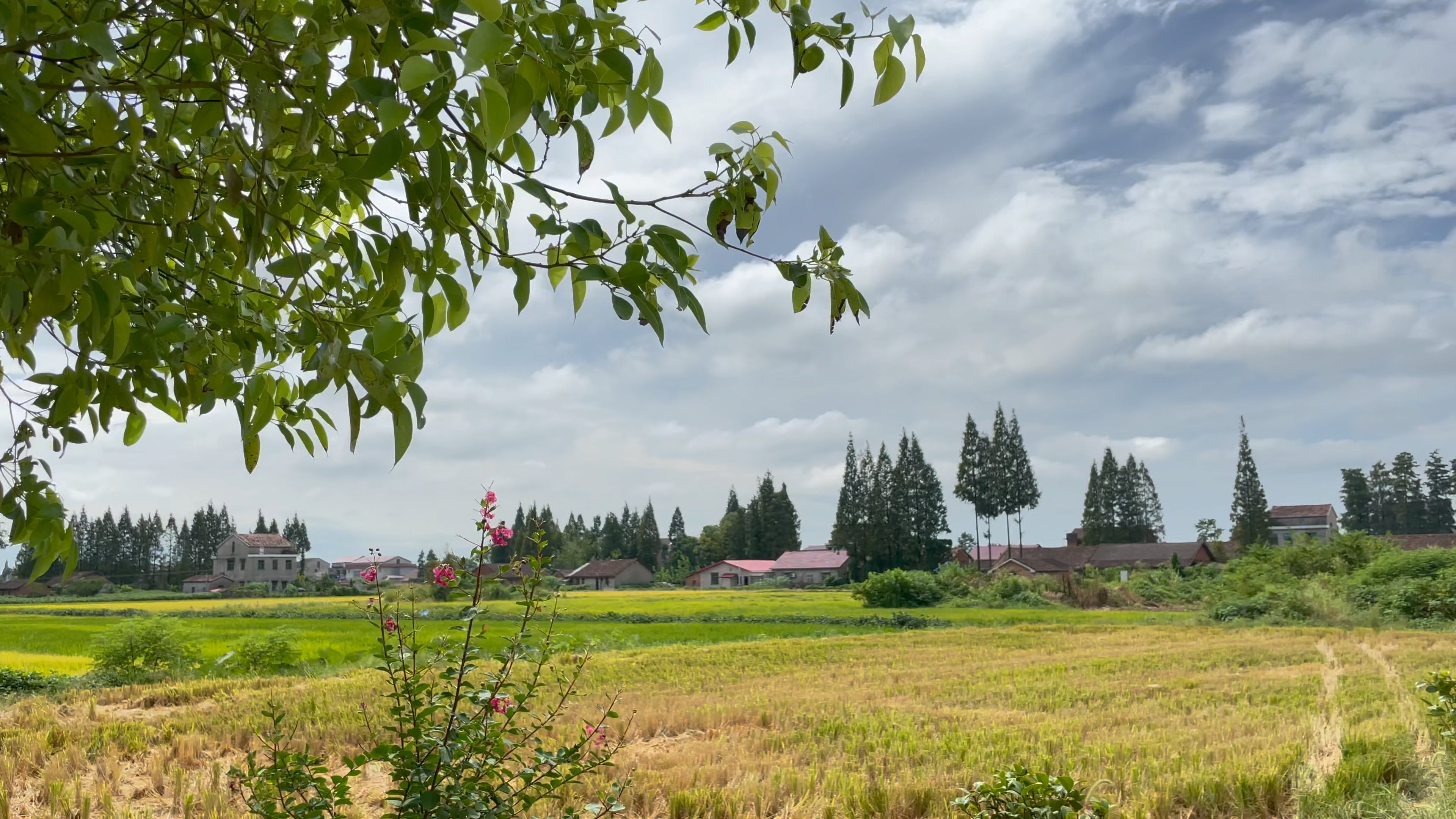 秋日午后 丰收的稻田 温暖的阳光 hdr