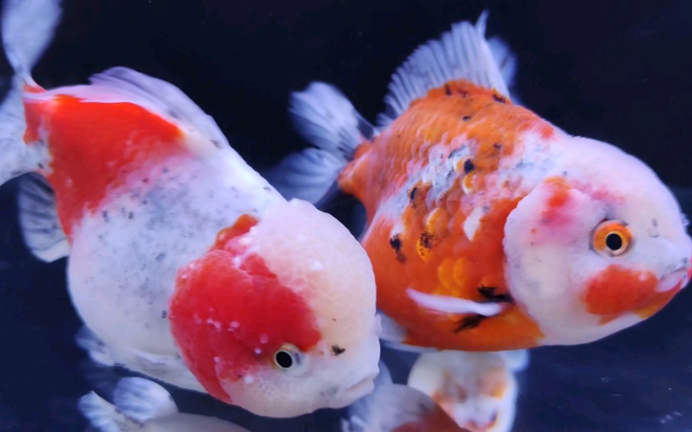 元宝狮,又丑又萌,丑萌丑萌的