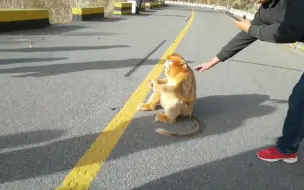 Скачать видео: 突遇野金丝猴挡道，路人说这种不敢招惹。