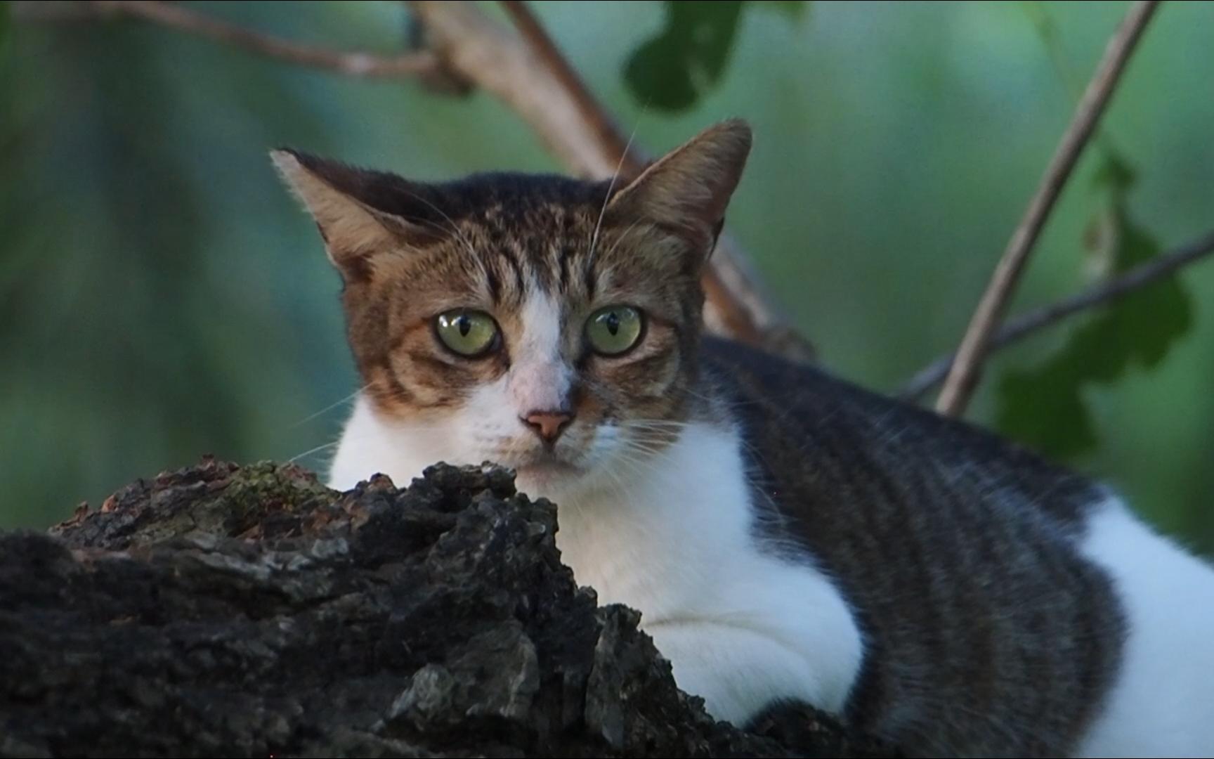 非常淡定的绿眼睛小猫