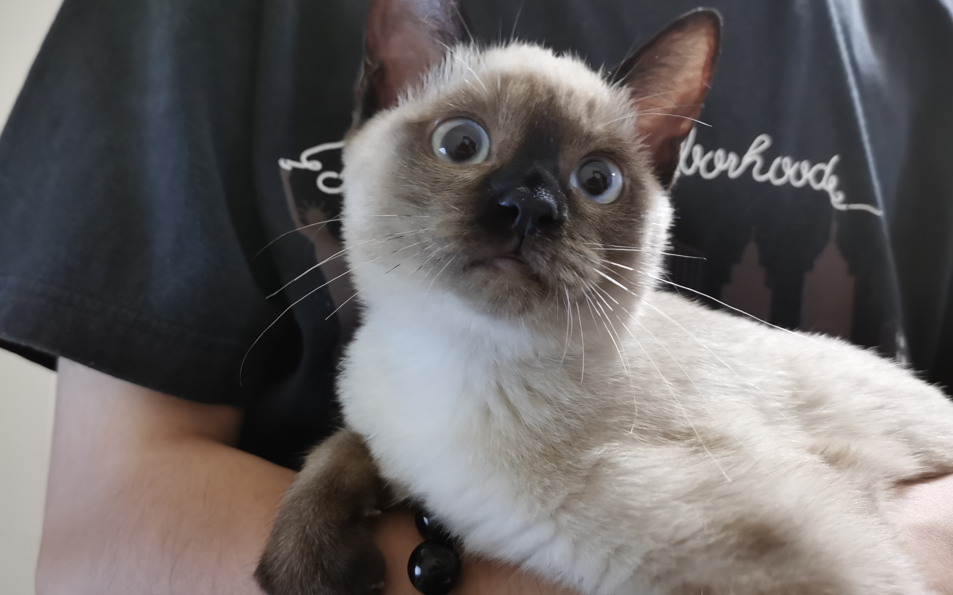 史丹日常_哔哩哔哩 (゜-゜)つロ 干杯~-bilibili