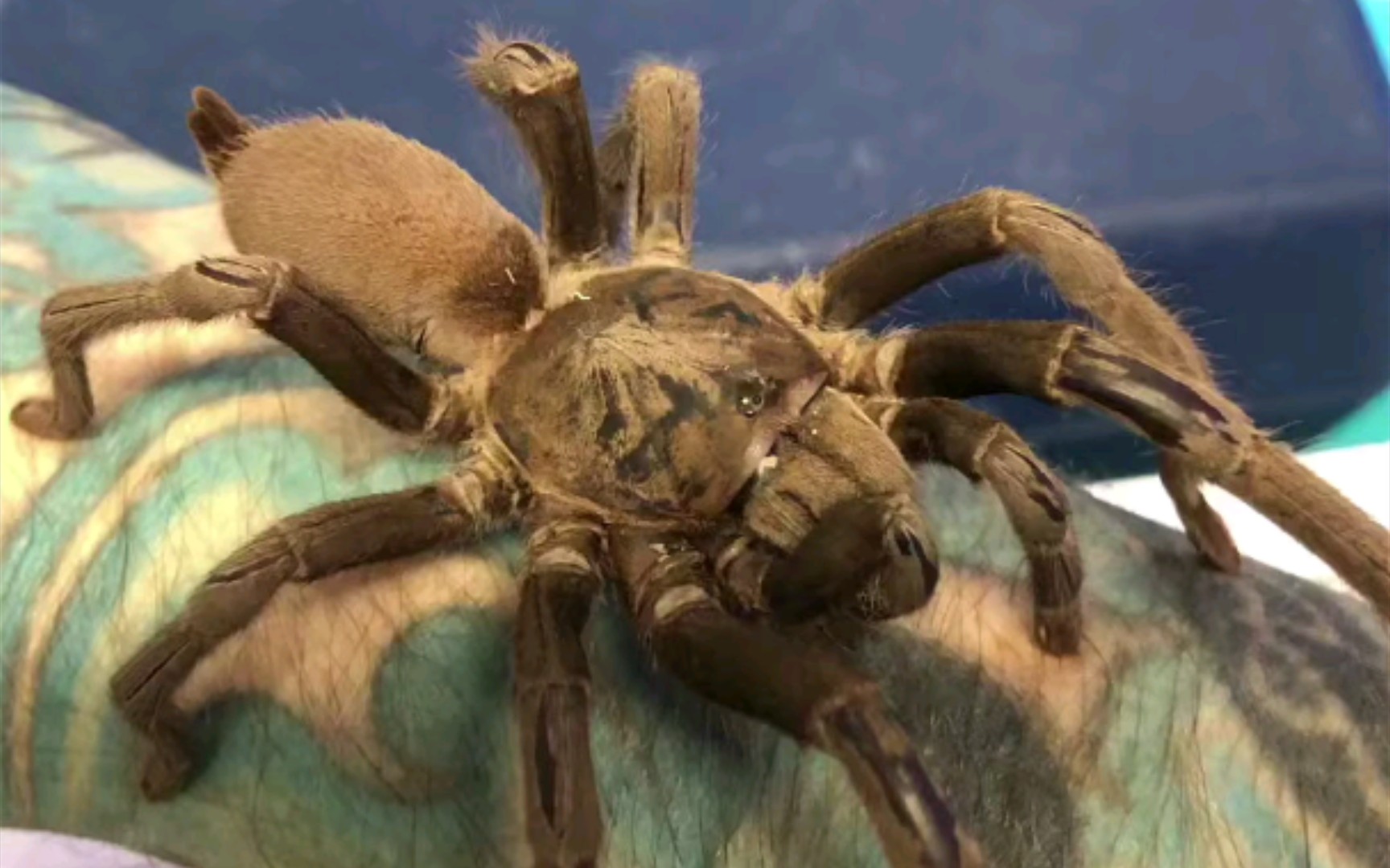 澳洲的捕鸟蛛,咋个那么像我们云南的缨毛?