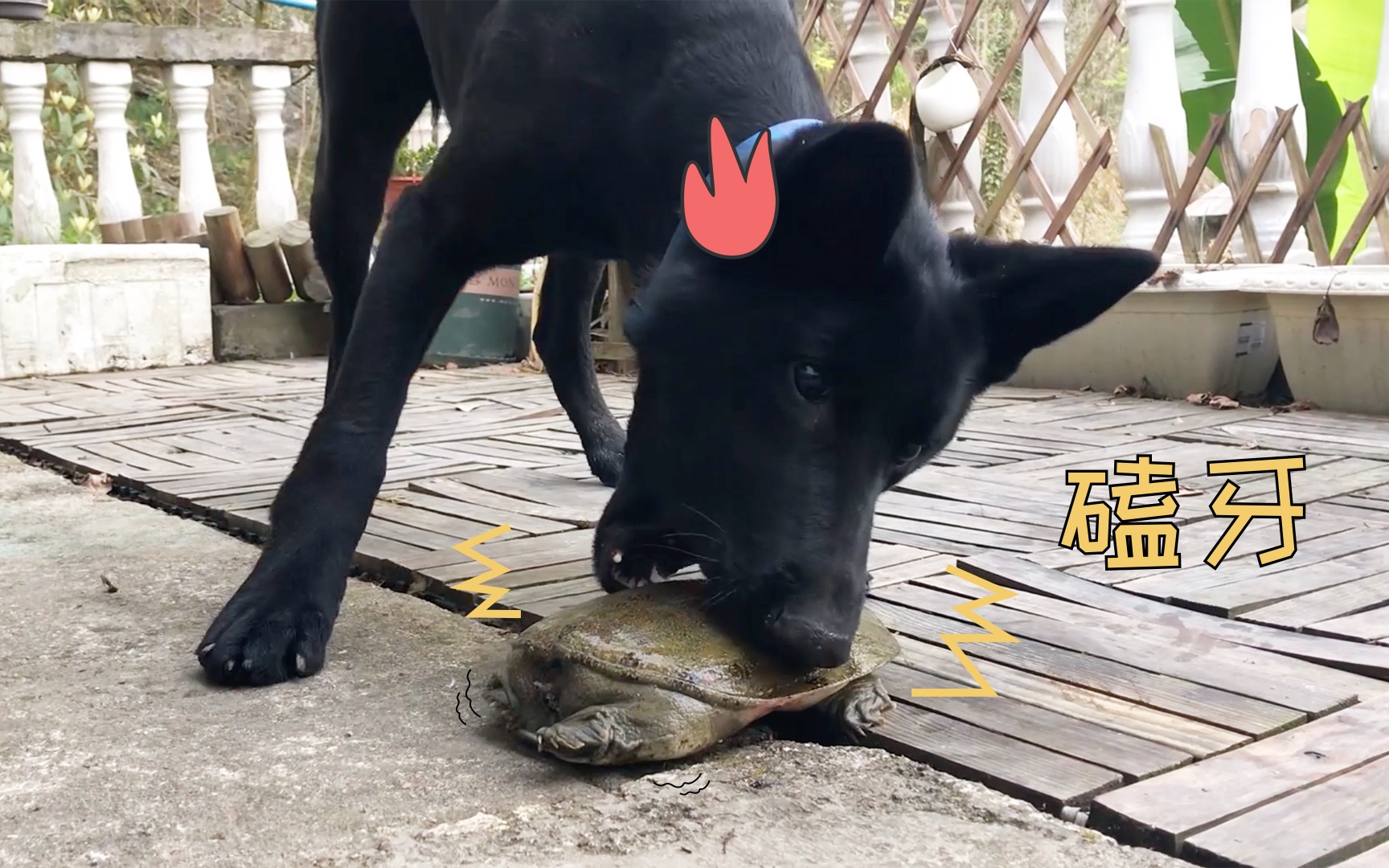 被甲鱼狠狠咬了一口,铲屎的笑岔气