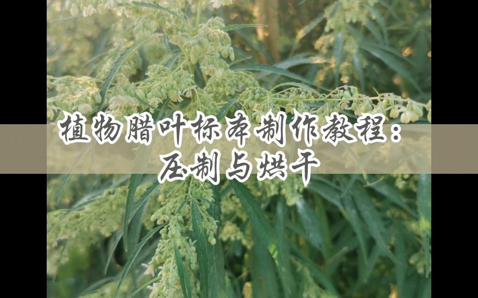 植物腊叶标本制作教程:压制与烘干哔哩哔哩bilibili