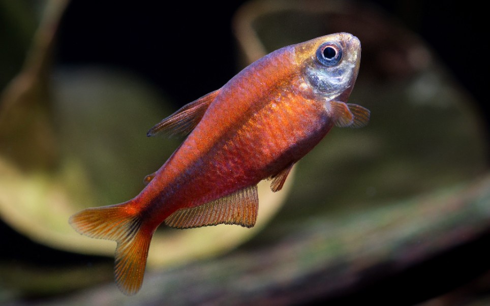 【鱼缸】【灯鱼】超红魔鬼 06