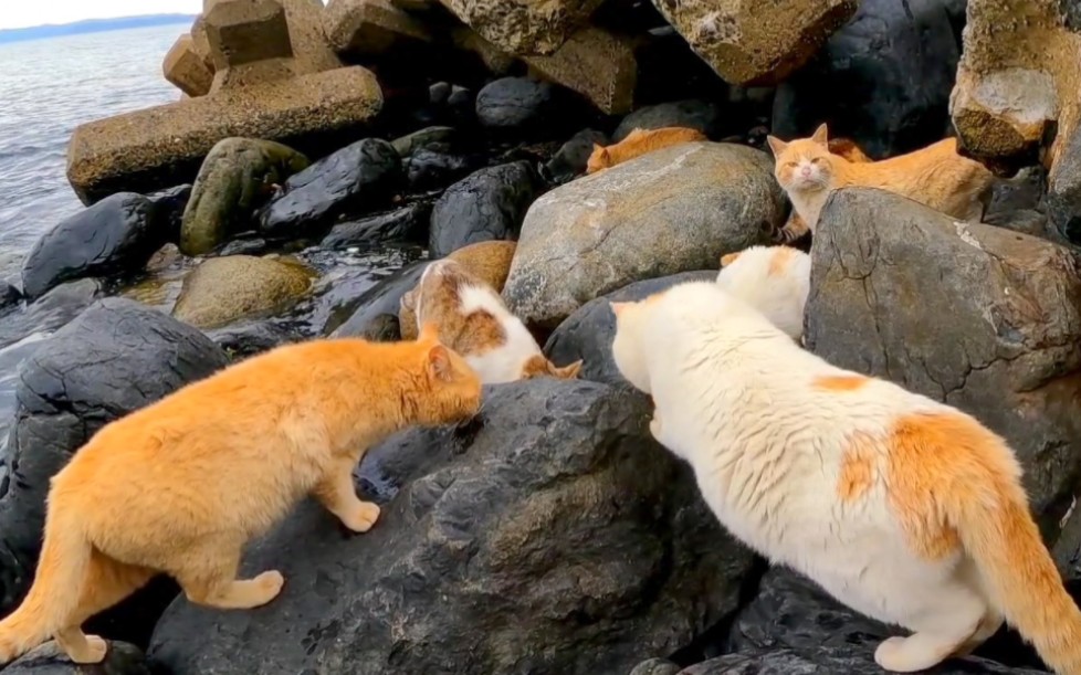 猫岛的日常,猫咪聚集在沙滩上-感动猫动画-感动猫动画-哔哩哔哩视频