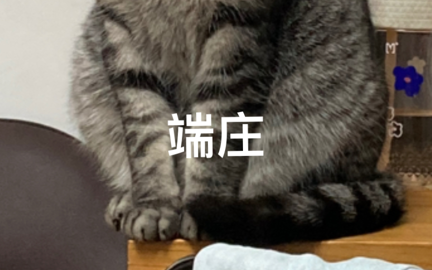 小猫观察日记1.0哔哩哔哩bilibili