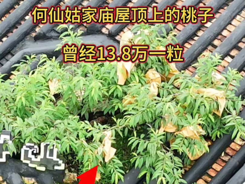 今年雨水天气很多,造成广东的荔枝也寥寥无几,但却不影响广州增城小楼镇何仙姑家庙屋顶上的桃子大丰收 #旅行大玩家 #旅行 #广州哔哩哔哩bilibili