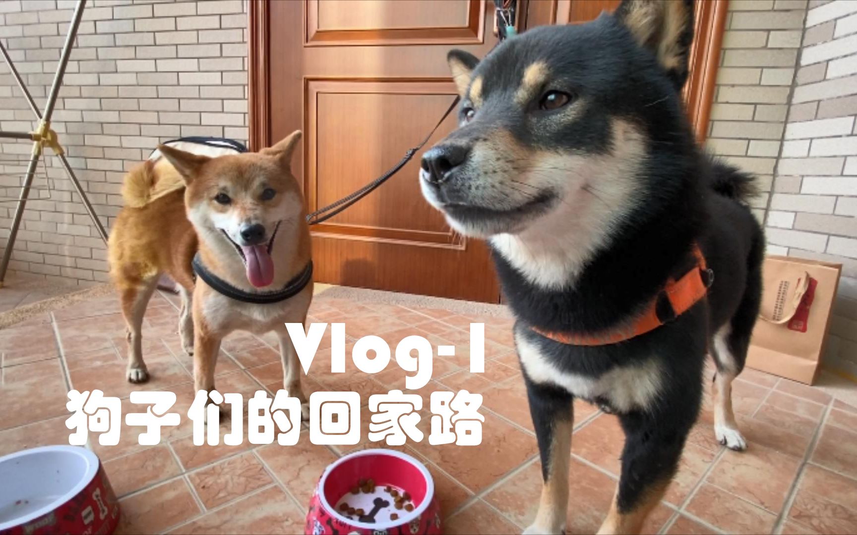 [图]Vlog-1 两条狗的回家路