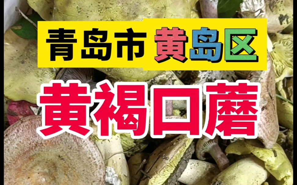 10月19日青岛市黄岛区,采了两桶蘑菇—黄褐口蘑