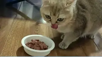 宠物食品的客群对象是谁？