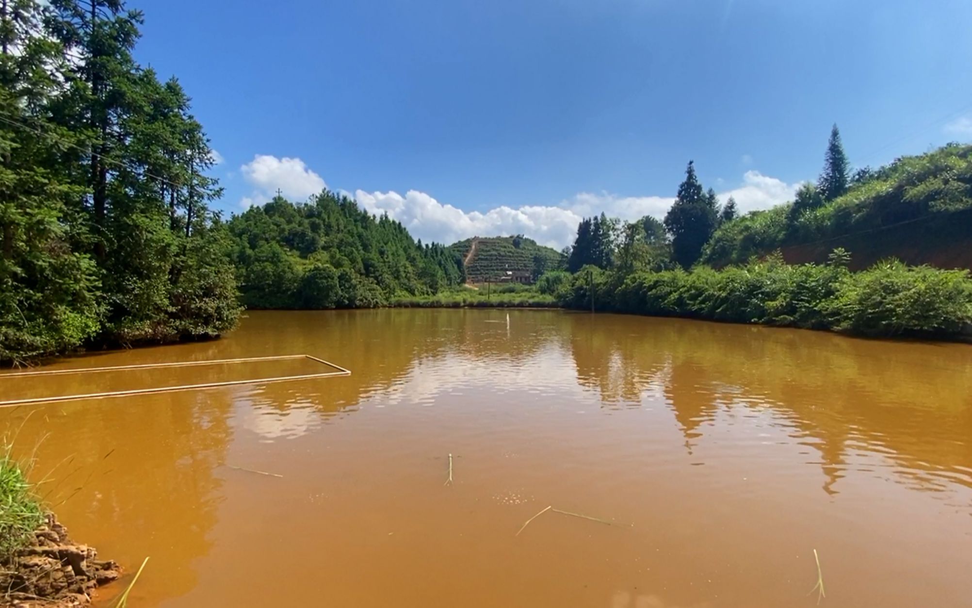 小伙养鱼第104天,一场暴雨解救了干旱的鱼塘,这水质真替鱼担心
