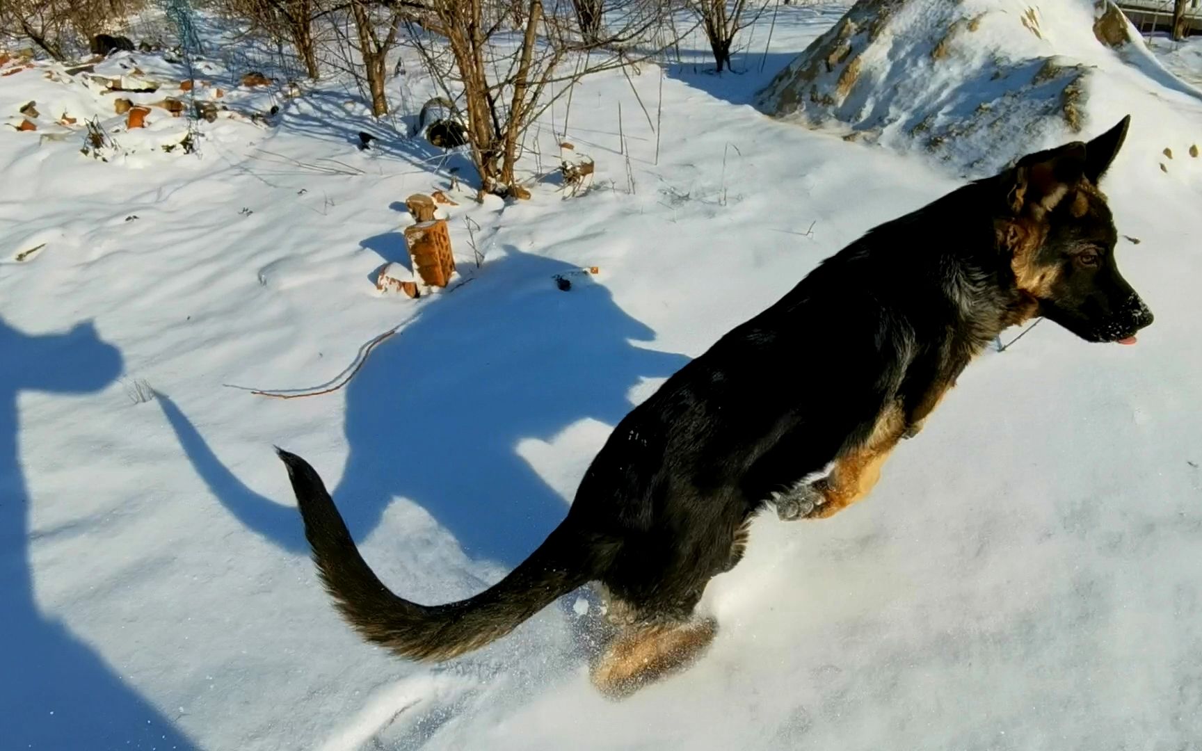 零下13度,带着德牧雪地里逮兔子,狗子像个大尾巴狼,在白雪中乱窜_哔哩