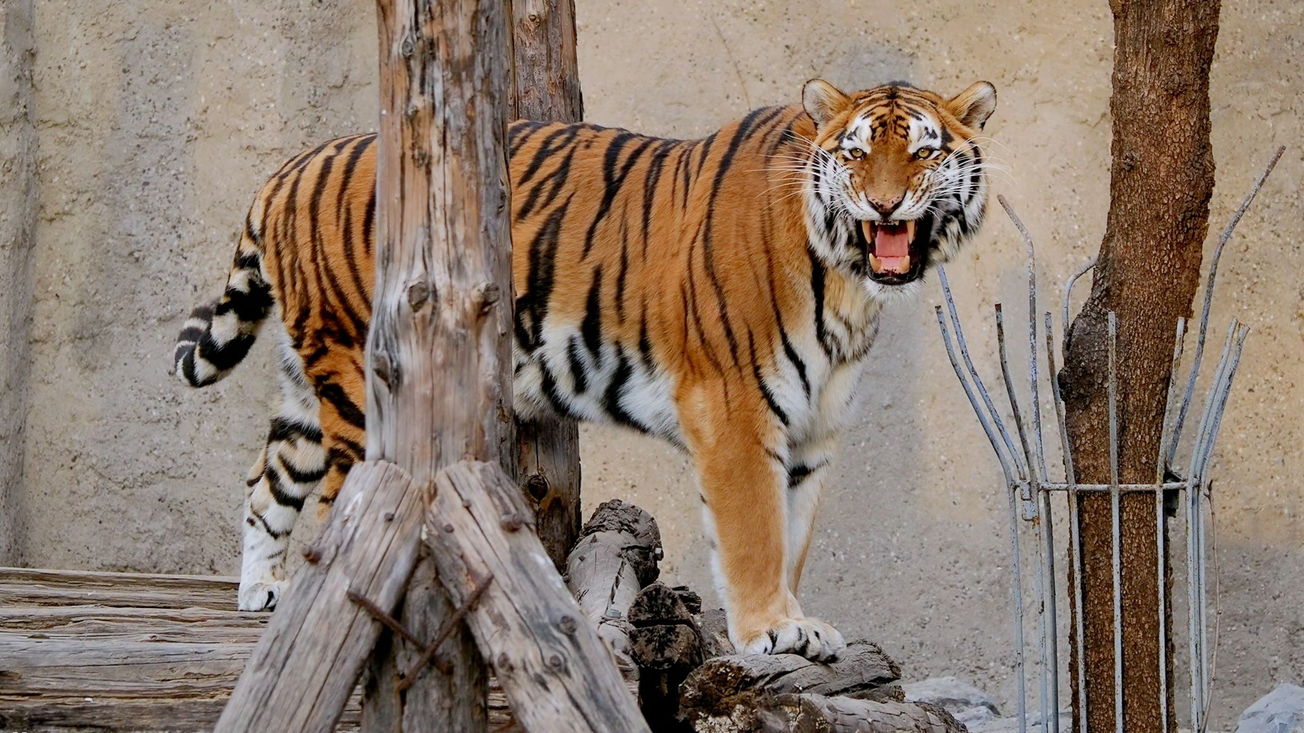 北京动物园东北虎建生虎啸20260109
