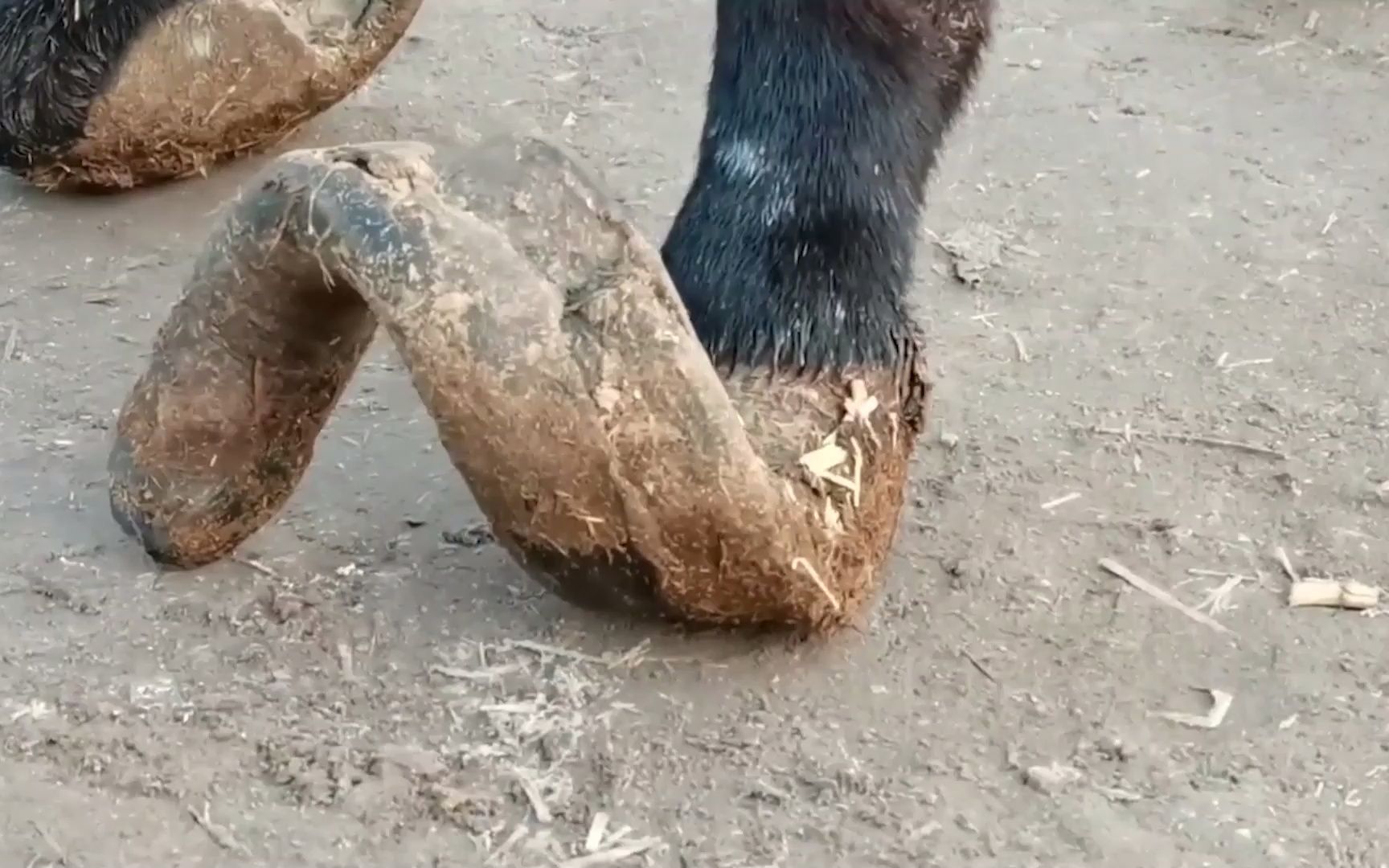 毛驴蹄子7年未修,大师一刀下去秒变三寸金莲,画面极度舒适!