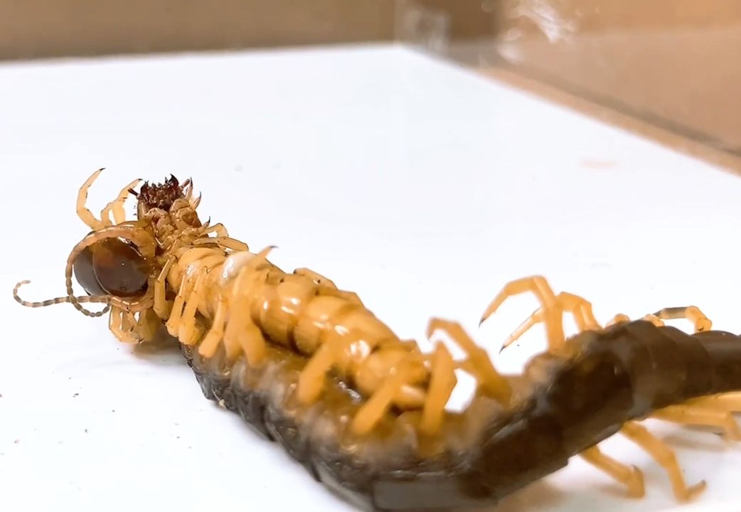 蜈蚣vs面包虫图片