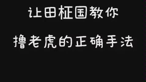 【正泰】撸老虎的正确手法哔哩哔哩bilibili