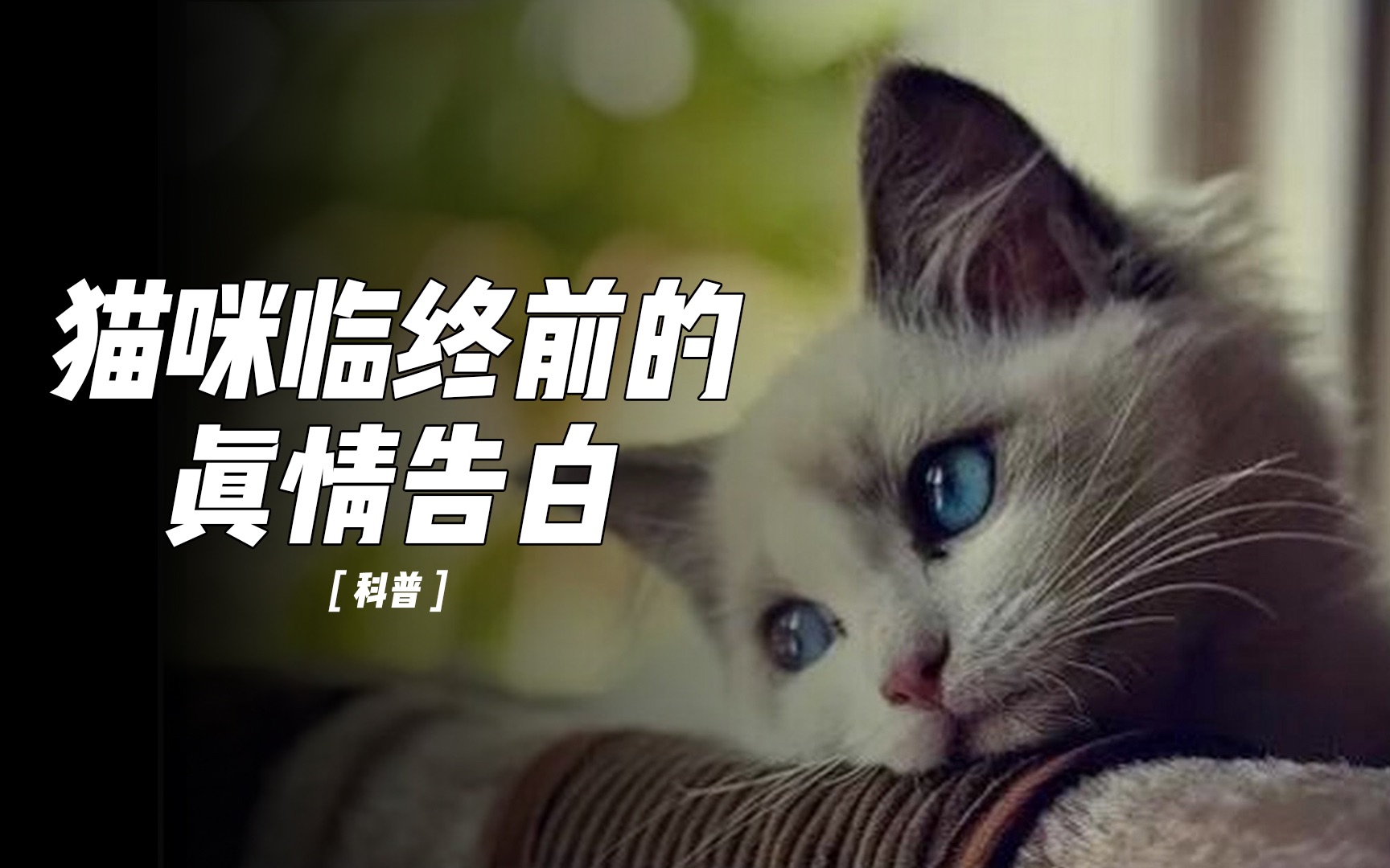 [图]猫咪临终前的征兆，最温柔的告白你听得懂吗？