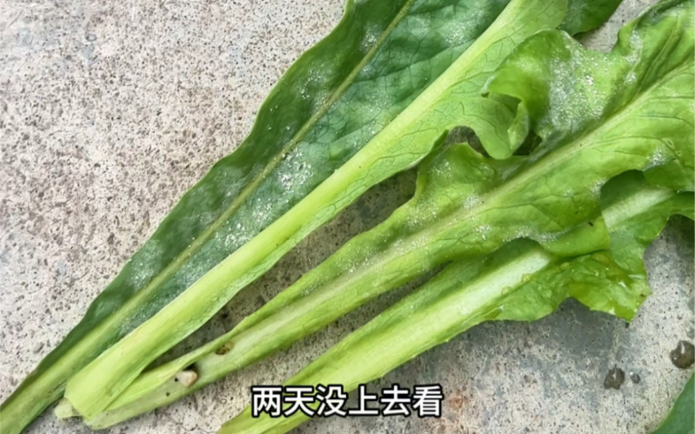 86在大城市过田园生活青菜得了白粉病