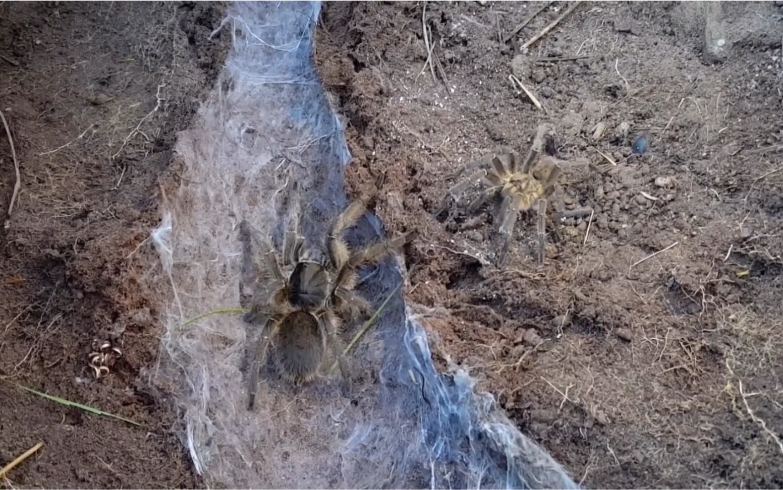 昆虫科普认识,铁锈红巴布毛蜘蛛交配.