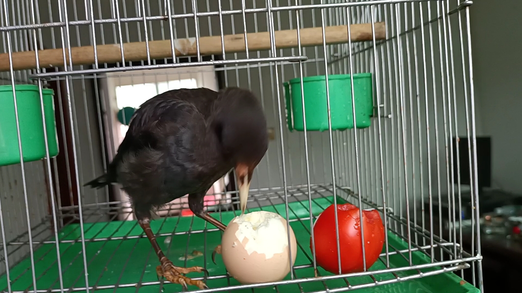 八哥吃鸡蛋