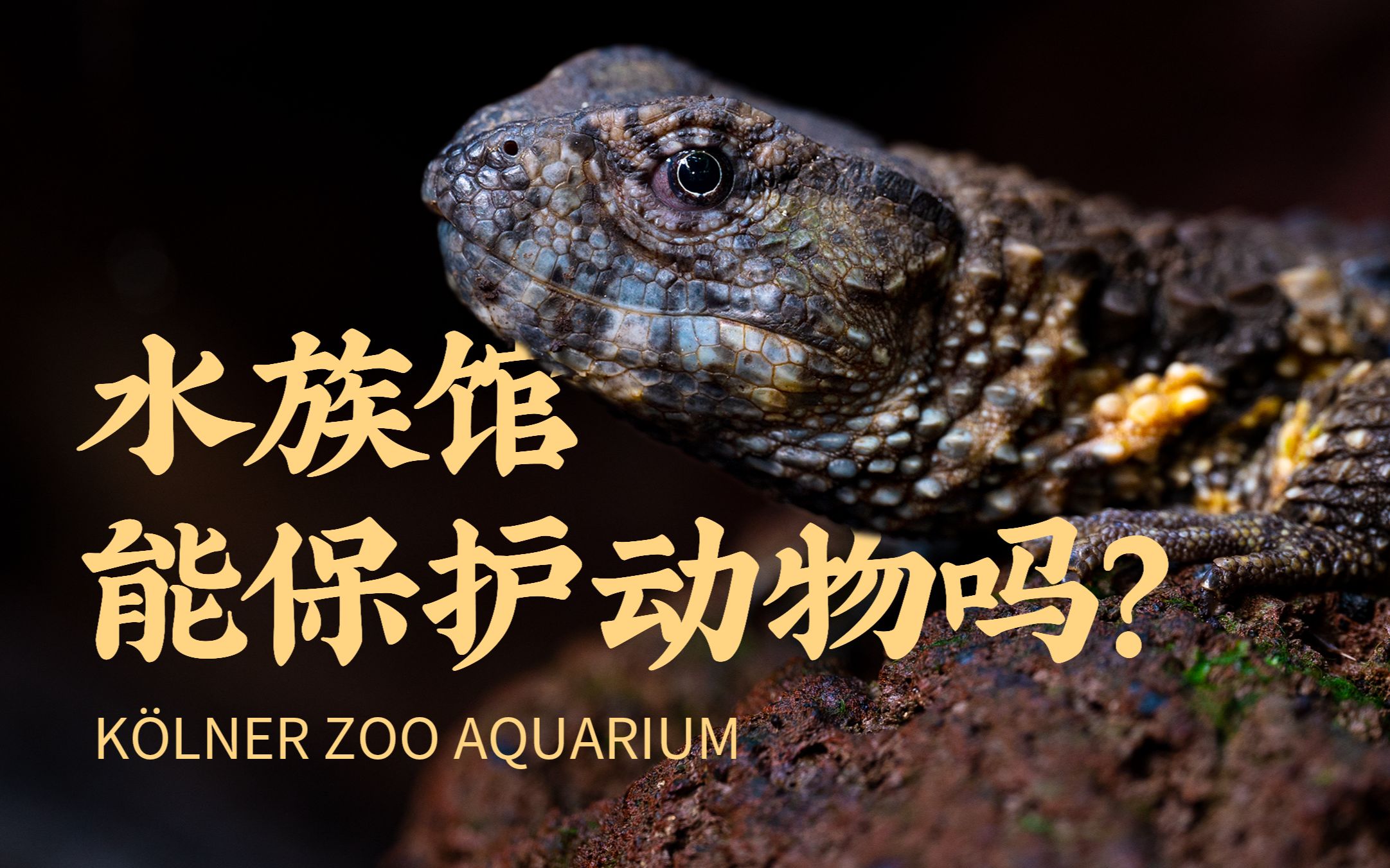 [图]【独家授权】水族馆能保护动物吗？Kölner Zoo Aquarium