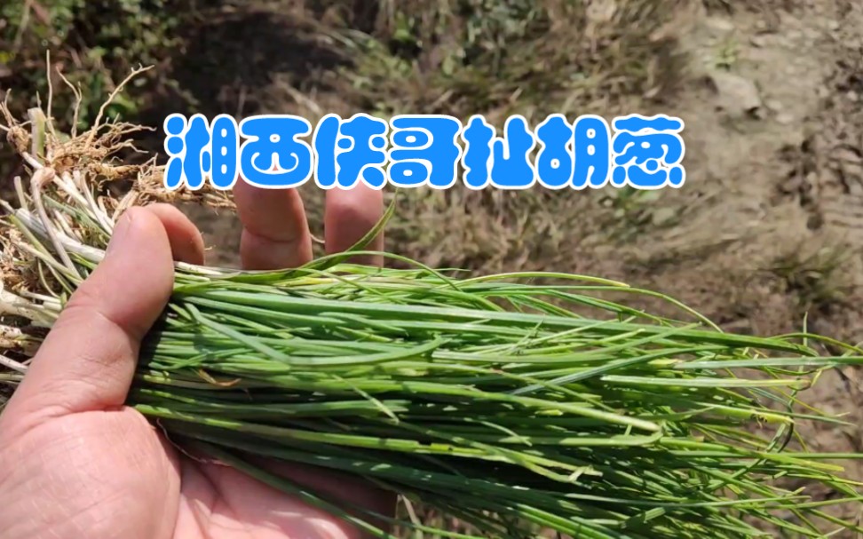 湘西枞菌没有,向湘西冬宝学习,扯把胡葱下腊肉火锅,美味!