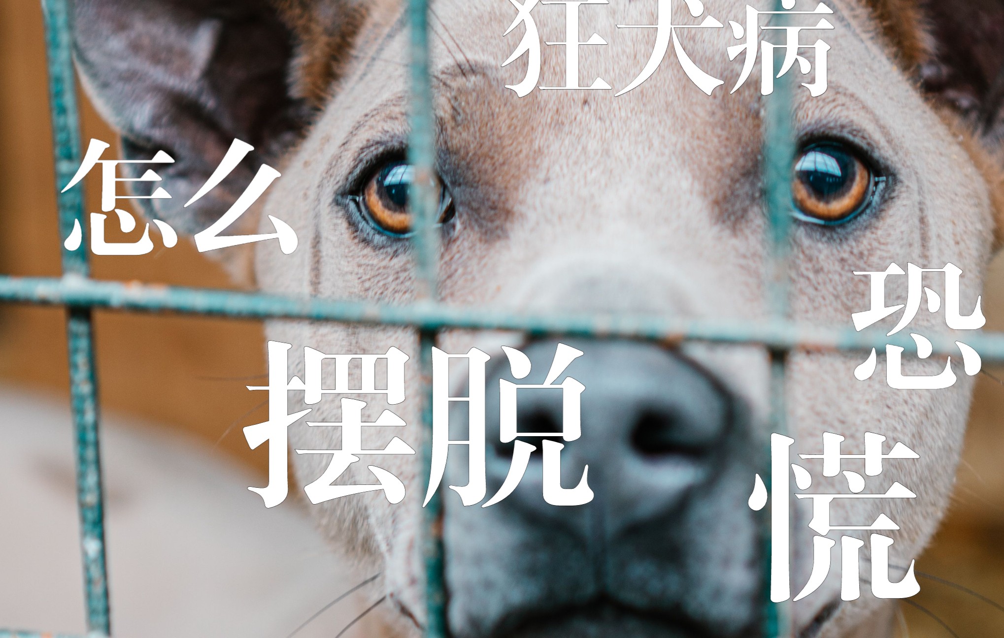 终极脱恐文:彻底摆脱狂犬恐慌!!!哔哩哔哩bilibili