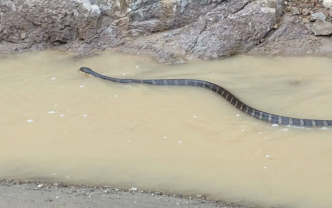 水沟里的眼镜王蛇