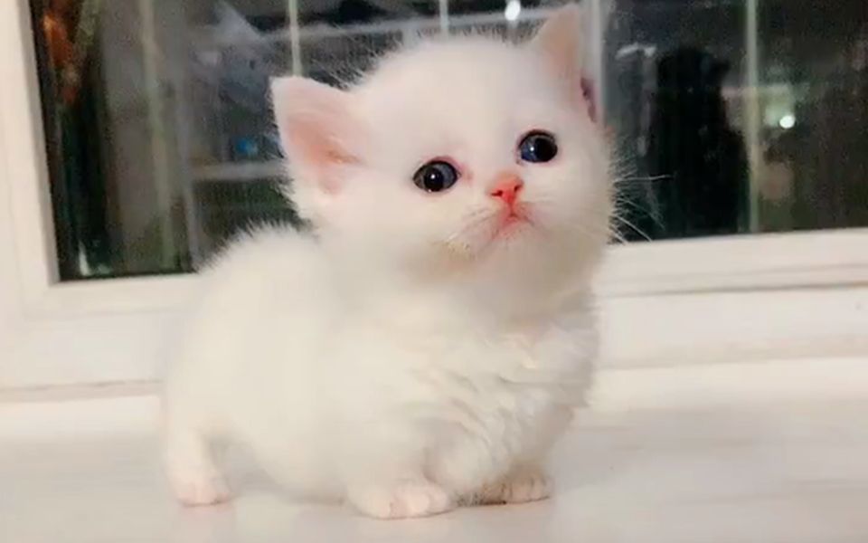 短腿曼金奇矮脚猫,小猫咪像棉花糖似的,太可爱了