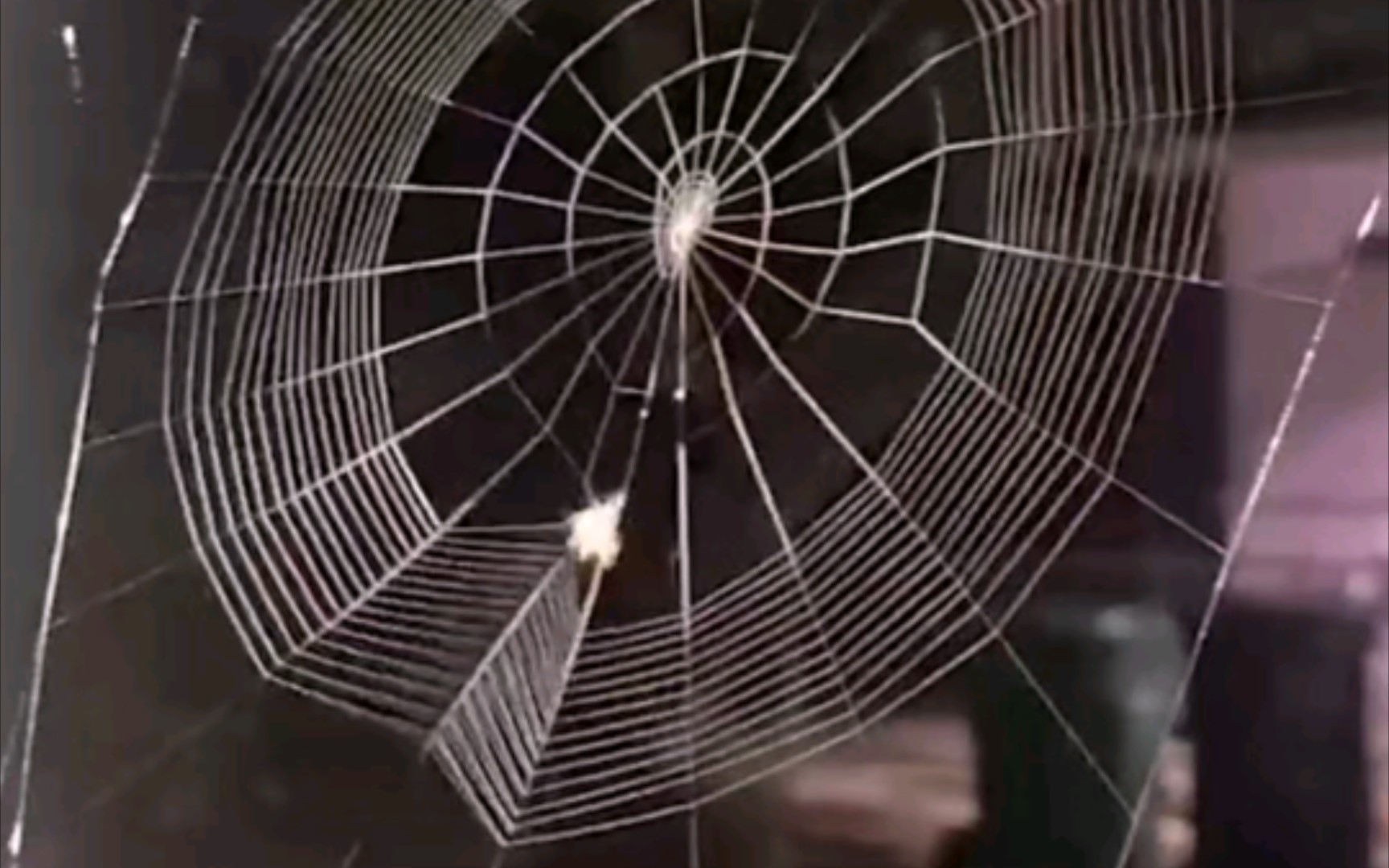 小时候有没有见过蜘蛛结网啊?