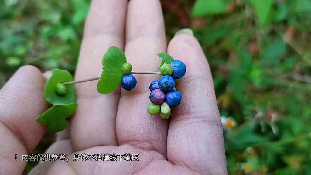 农村里随处可见的这种植物,就是大名鼎鼎的杠板归,也称蛇不过,据说蛇