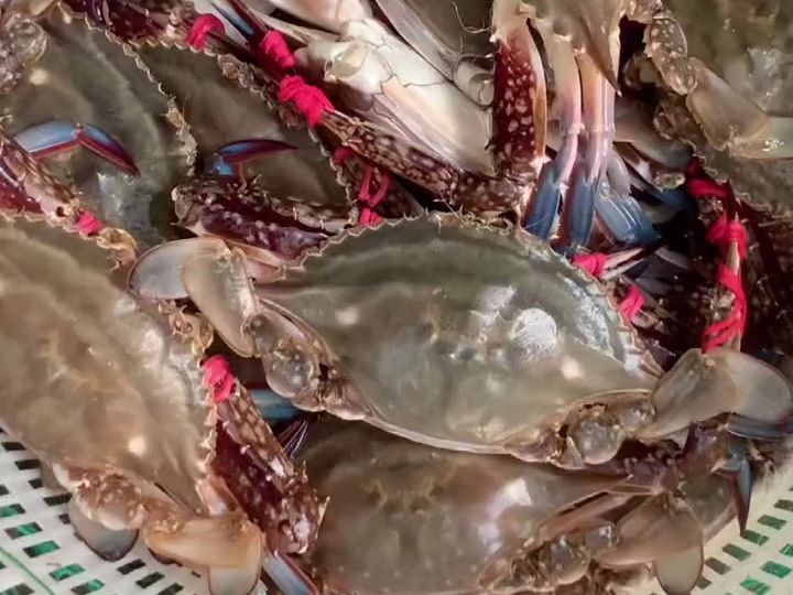 螃蟹 #家里倒腾海鲜生意的长这样