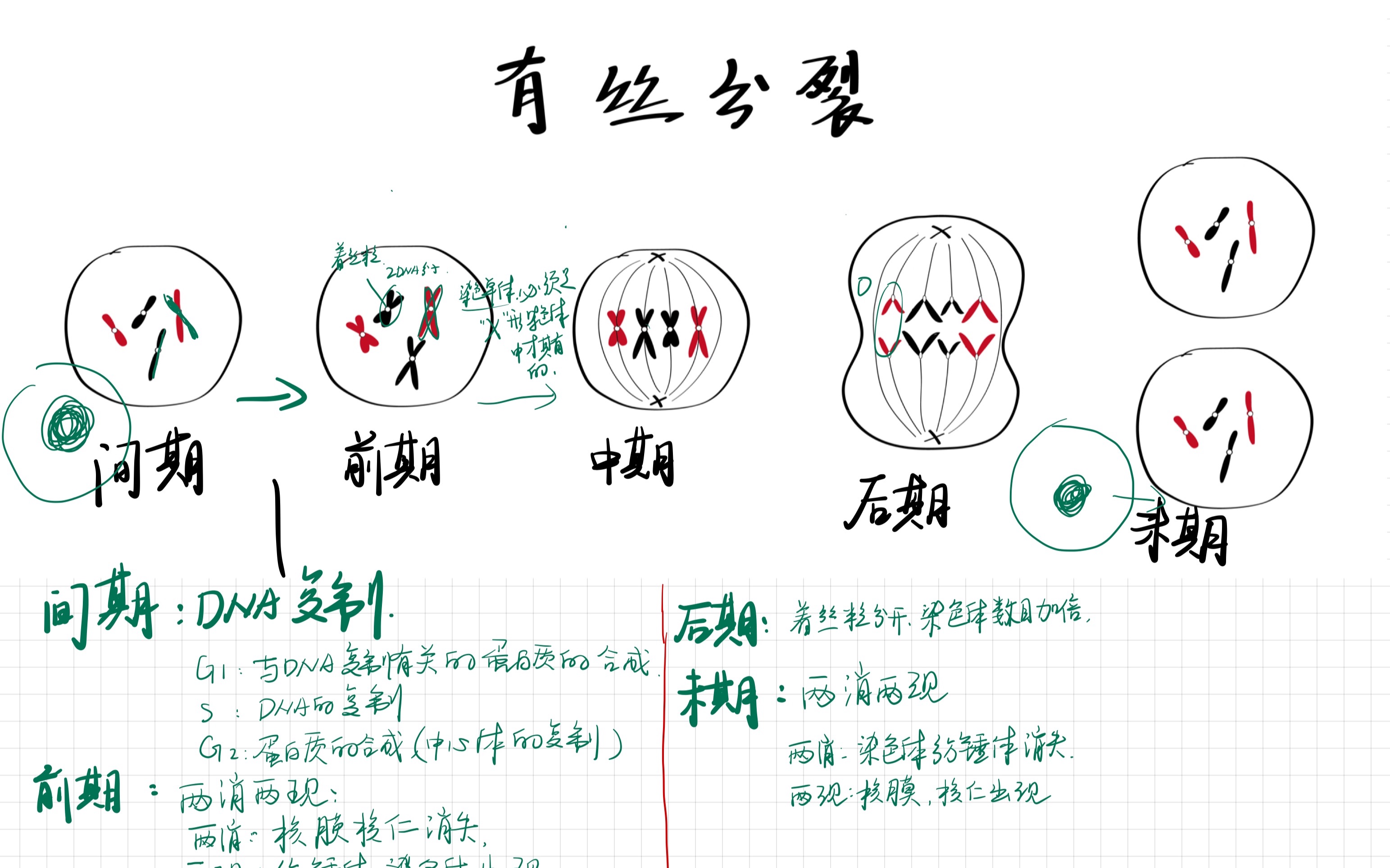 [图]生物重难点之细胞分裂1-有丝分裂