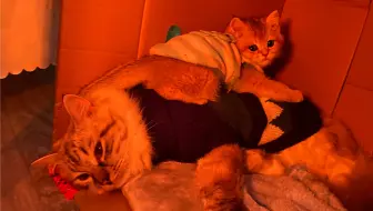橘猫】肥喵：不管你说什么都无法分开我和暖炉，我们是真心相爱_哔哩哔 