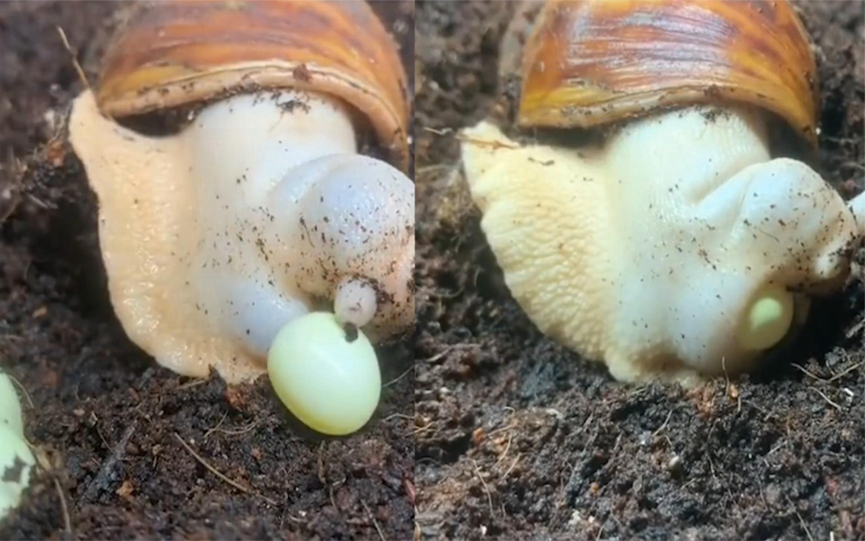 网友晒蜗牛生小宝宝全过程,弯腰低头从"脖子"处下蛋:第一次见