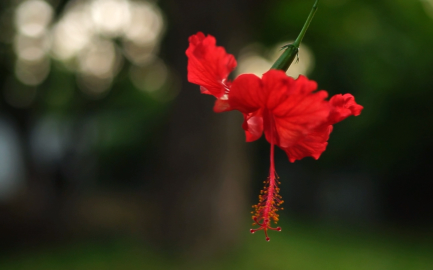 舞动的红裙ⷮŠ朱槿花哔哩哔哩bilibili