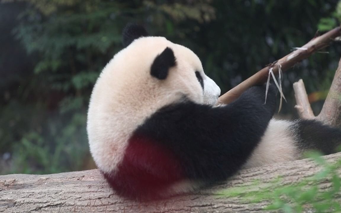【海外大熊猫】可爱的福宝