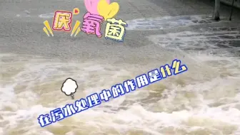 #上热门 厌氧菌在污水处理中的作用是什么？#厌氧菌#污水处理#好氧菌#硝化菌