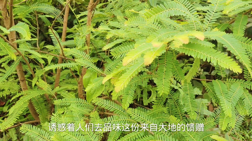 植物√油柑树哔哩哔哩bilibili