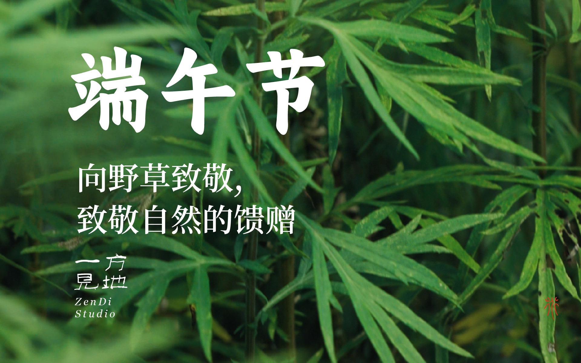 [图]端午,向野草致敬,致敬自然的馈赠