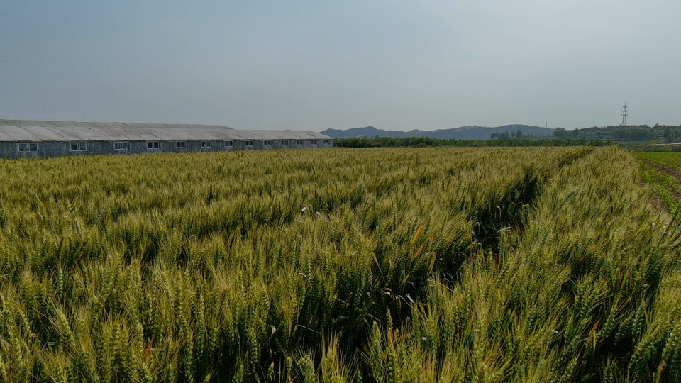 农村山上的麦地,风声与麦浪声