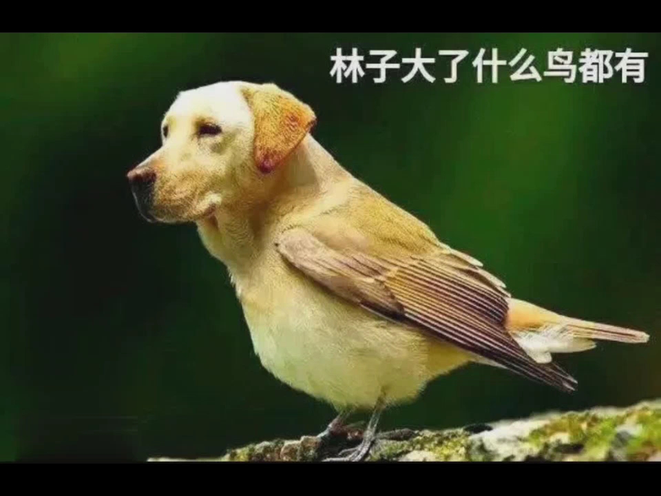 林子大了什么鸟都有